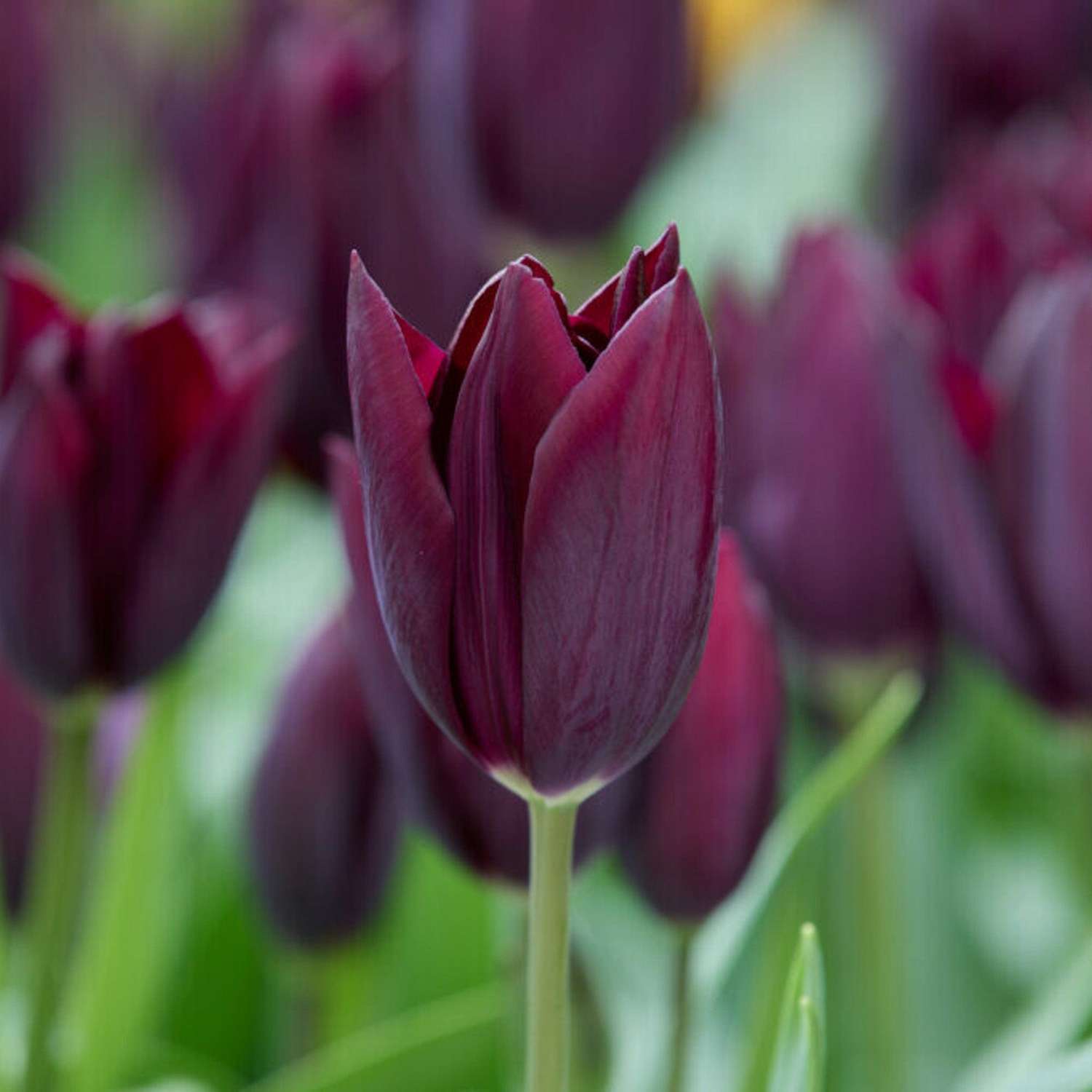 Tulppaani 'Havran'
